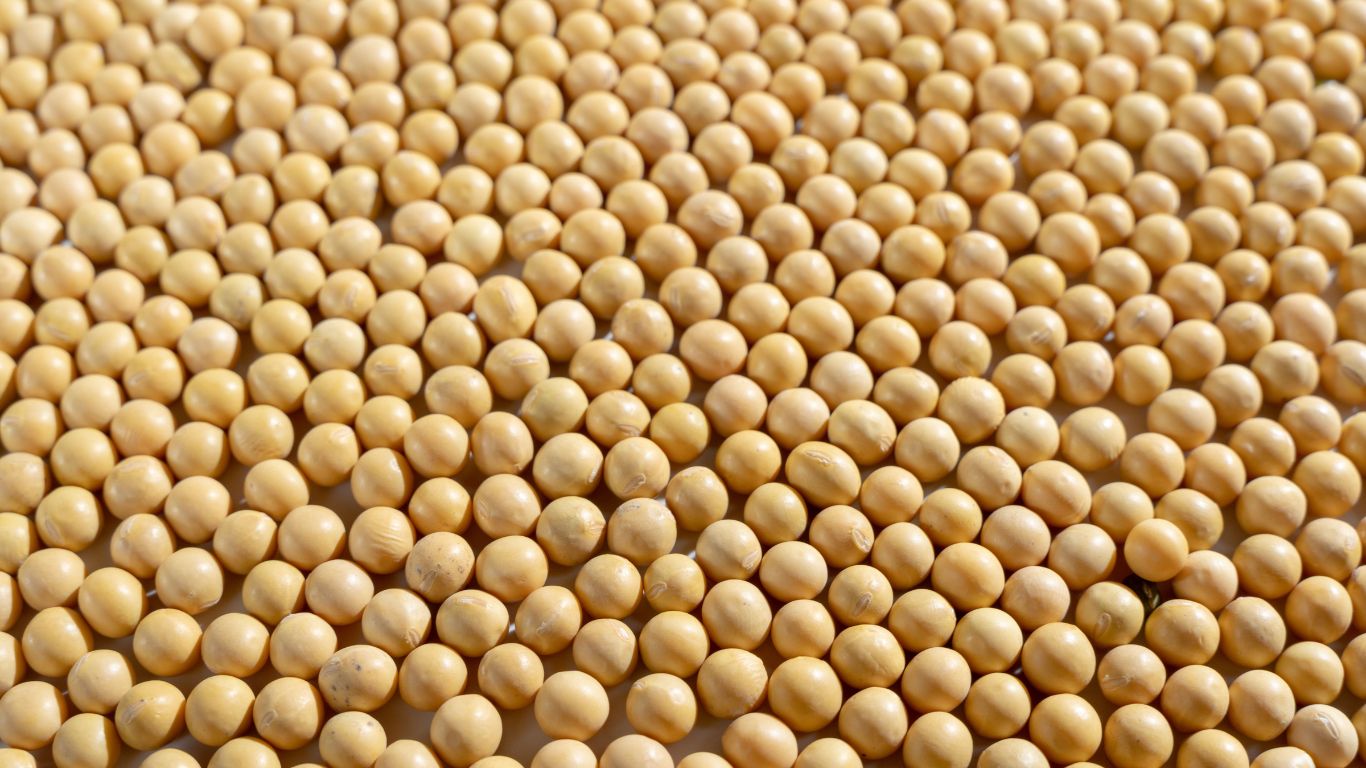 Soybean Oil manufacturer MTRES FOODS NOVA supplier