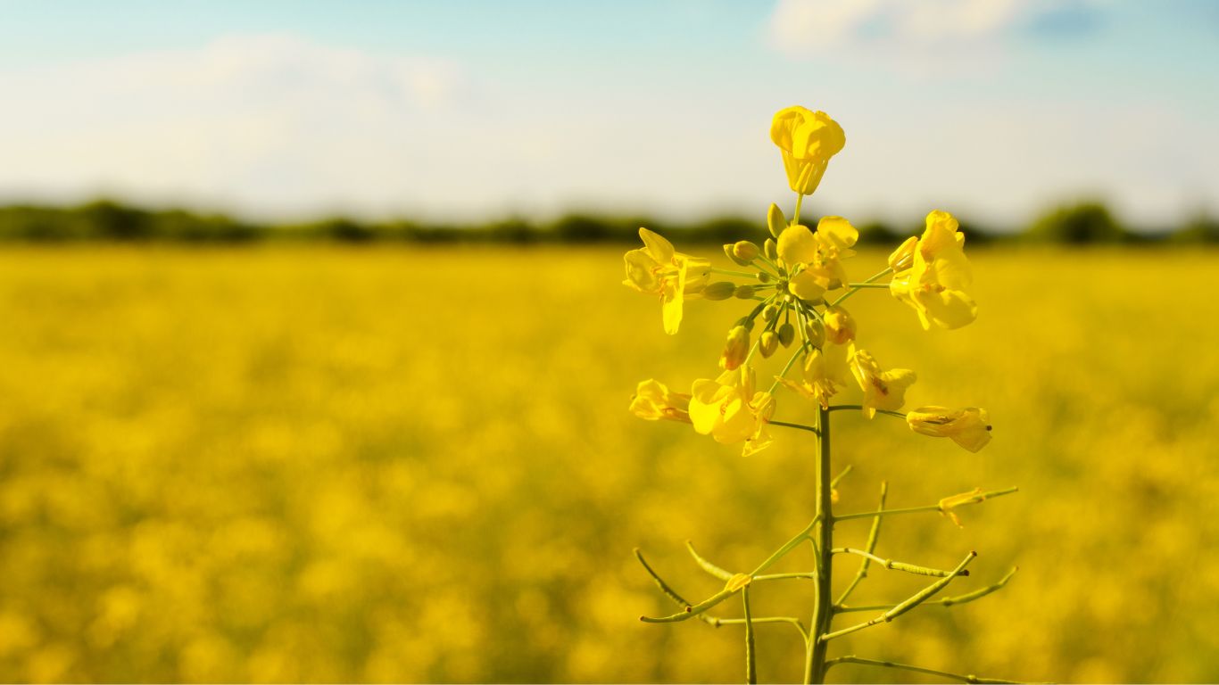 Canola Oil manufacturer MTRES FOODS NOVA supplier