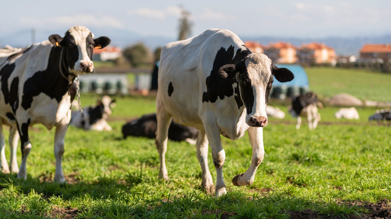 Evaporated Milk Manufacturer Supplier MTRES FOODS NOVA