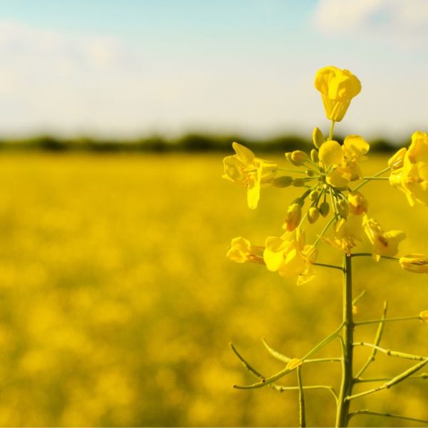 Canola Oil manufacturer MTRES FOODS NOVA supplier